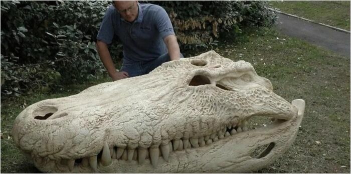 El cráneo de un Purussaurus, un caimán gigante extinguido