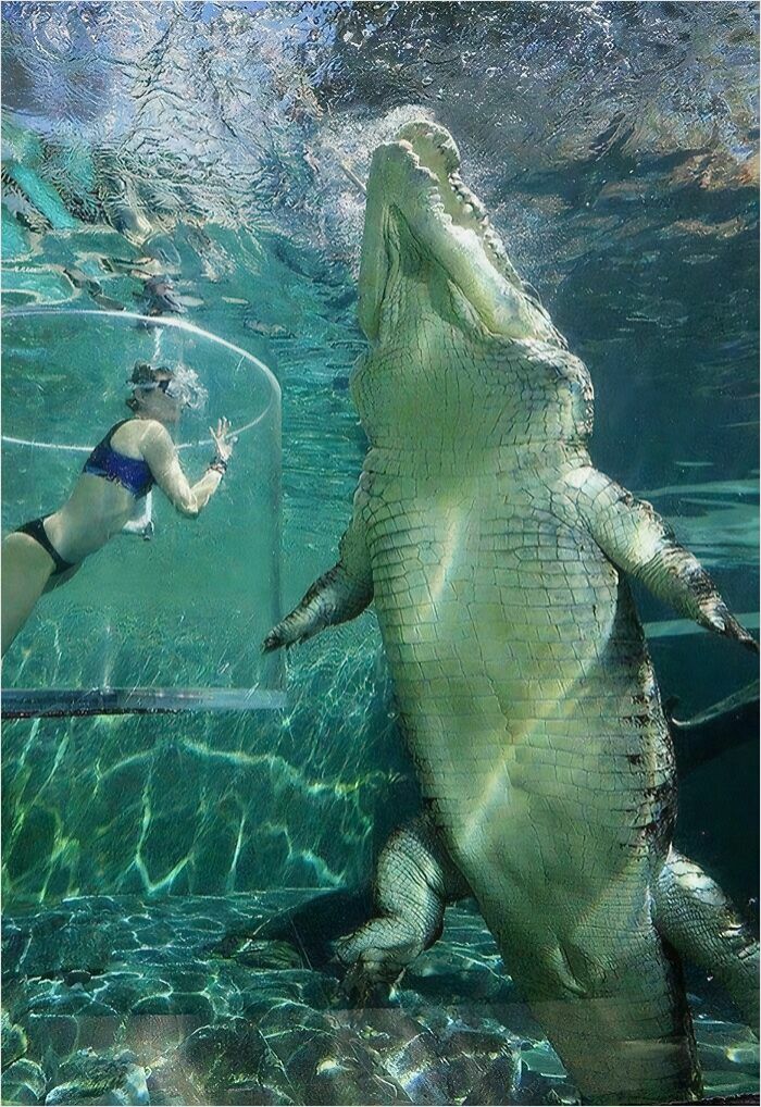 Cocodrilo marino junto a un humano