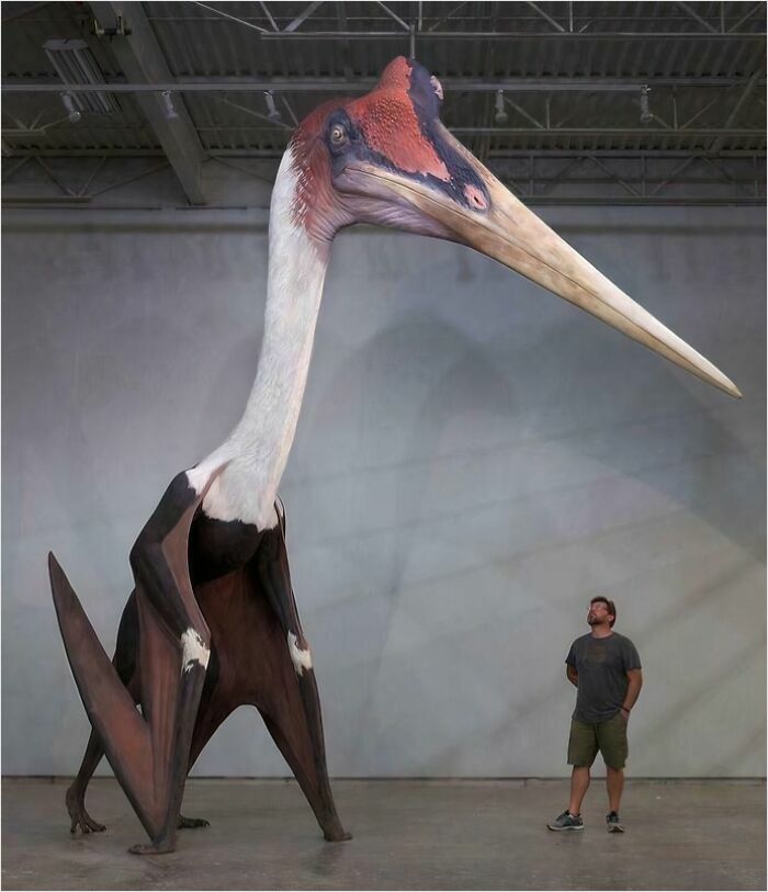 Imagina a este Quetzalcoatlus persiguiéndote