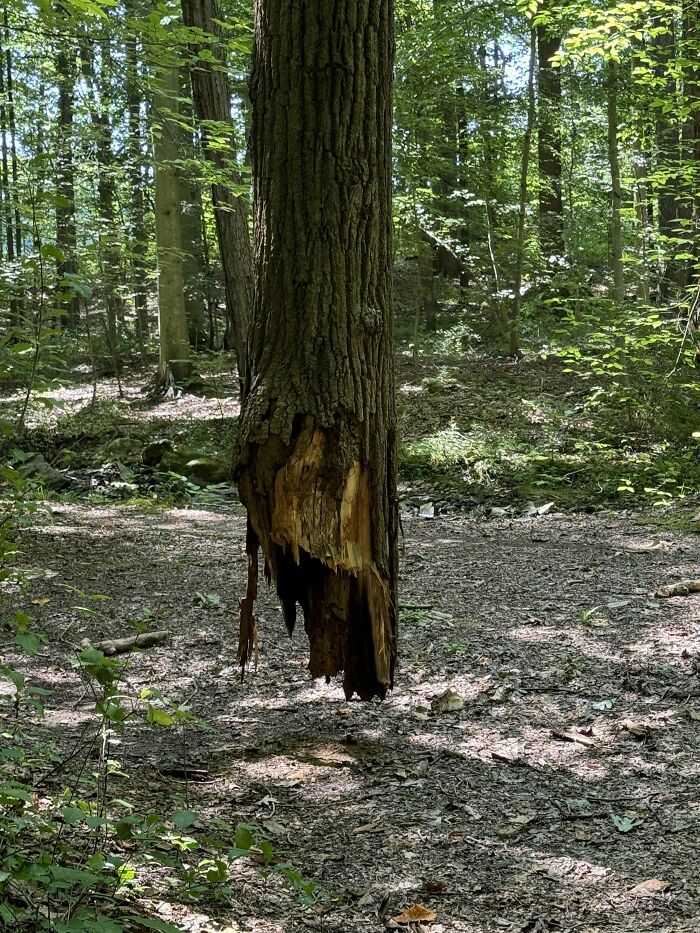 Árbol que levita