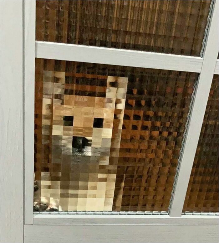 Perro a través de una ventana