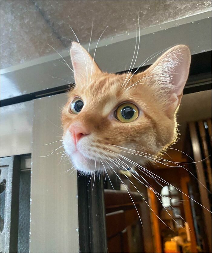Gato sin cuerpo