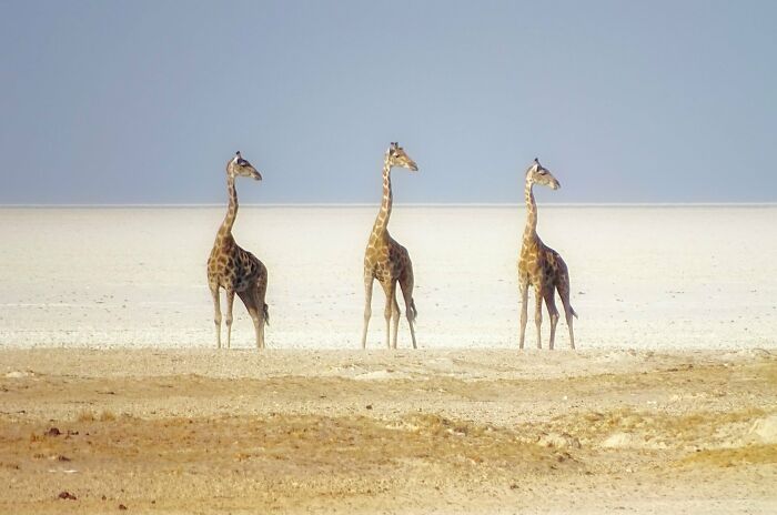 Hice esta foto en Namibia y ahora pienso que debería ser su bandera