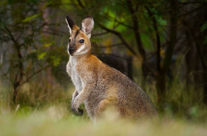 Canguro en el paisaje natural de Australia, destacando la fauna única de la tierra del NO.