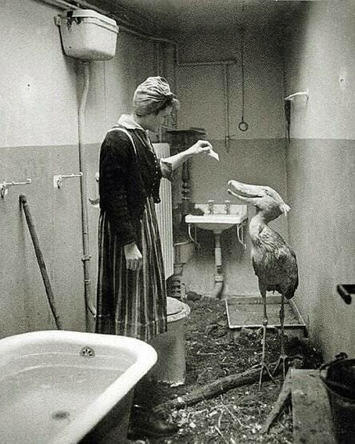 Mientras los soviéticos se acercan a Berlín, los habitantes de la ciudad hacen todo lo posible por cuidar a los animales del zoo, 1945