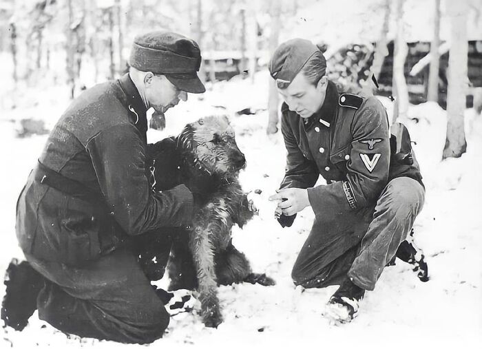 Soldados de la 6ª División de Infantería de Montaña Waffen SS «Nord» vendando la pata de un perro herido