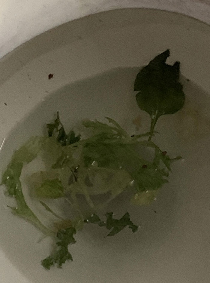 Mi compañera de piso tira comida por el retrete y ahora está siempre atascado