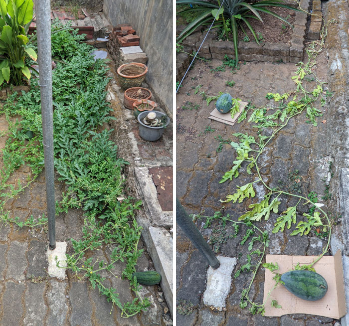 Mi papá podó mi planta de sandía para que, según él, “los nutrientes de las raíces se concentraran en los frutos”. Ahora, la planta está muerta 