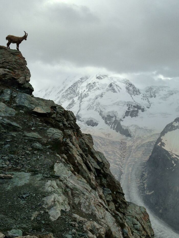 Foto de una cabra mirando majestuosamente a los Alpes suizos