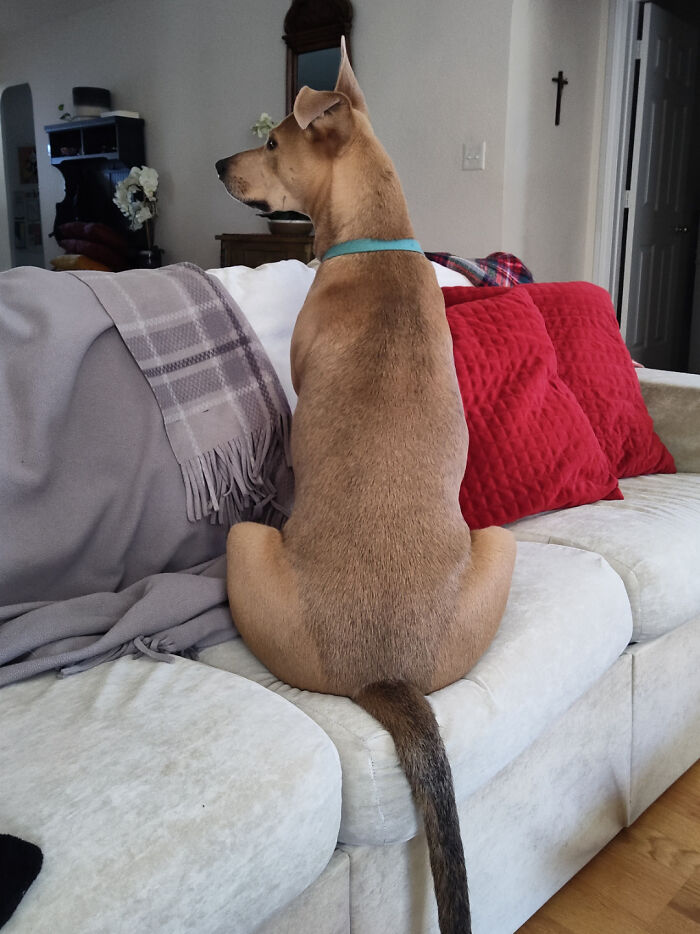 Este perro parece Scooby Doo