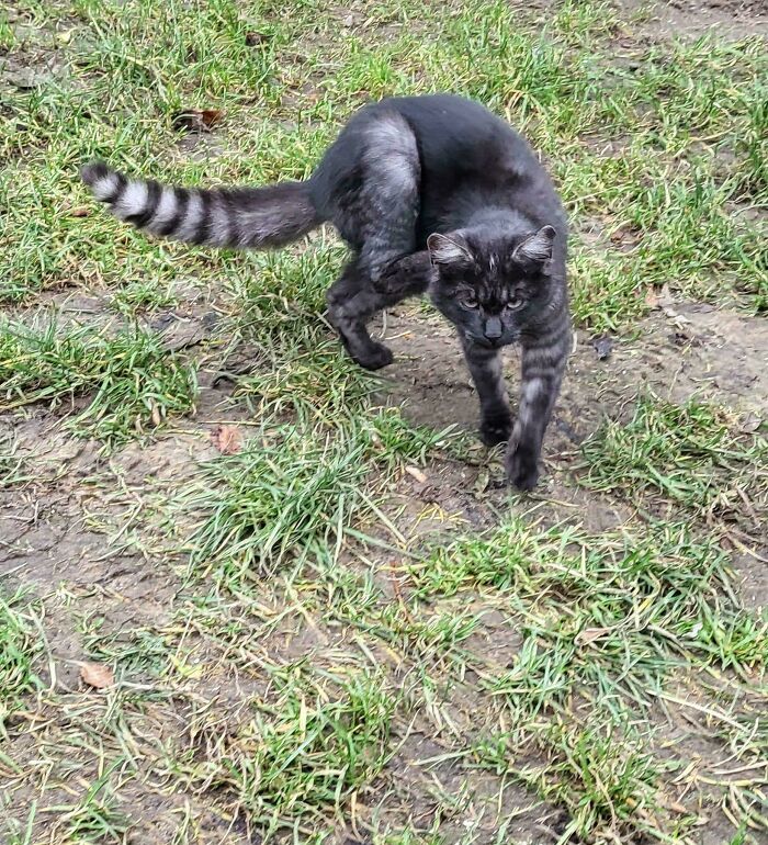 Mi gato parece un lemur