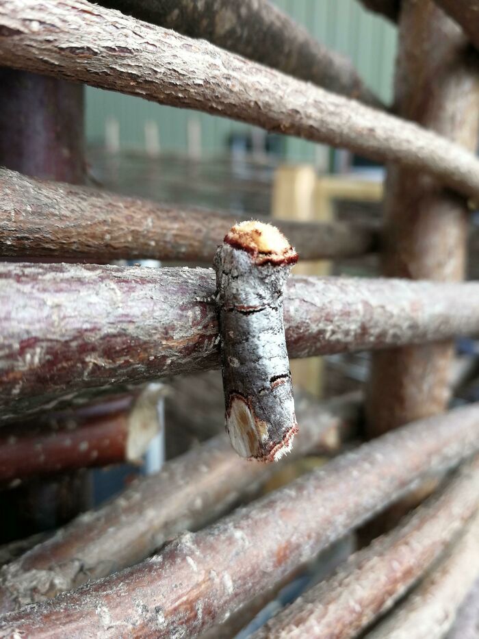 Polilla que parece madera