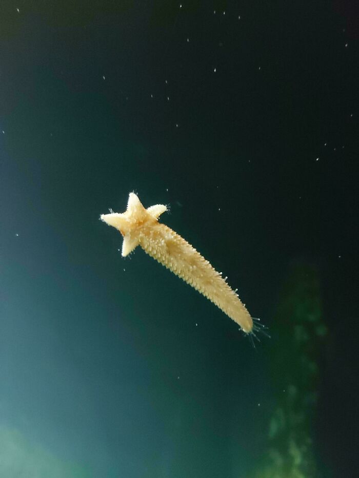 Estrella de mar que parece una estrella fugaz