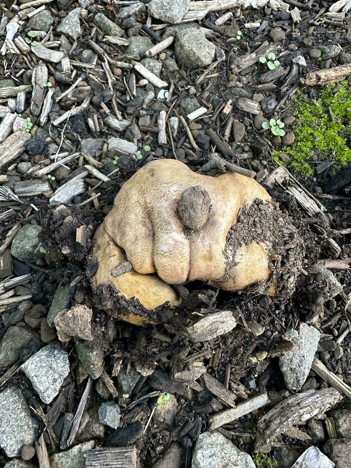 Hongo que parece un guante dando un puñetazo