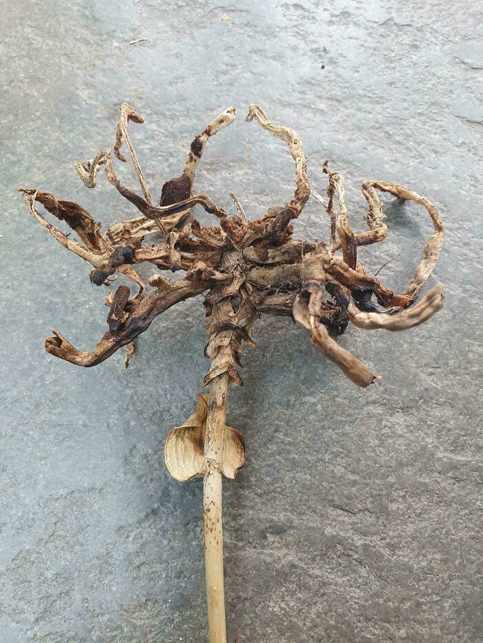 Pensé que las raíces de esta orquídea muerta se parecen a un Facehugger