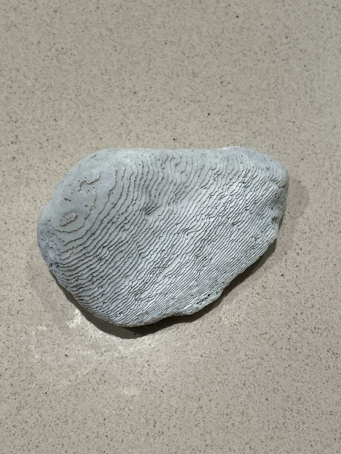 Encontré algo en la playa que parece un mapa topográfico de la vida real