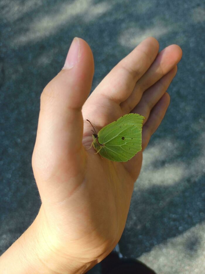 Mariposa que parece una hoja