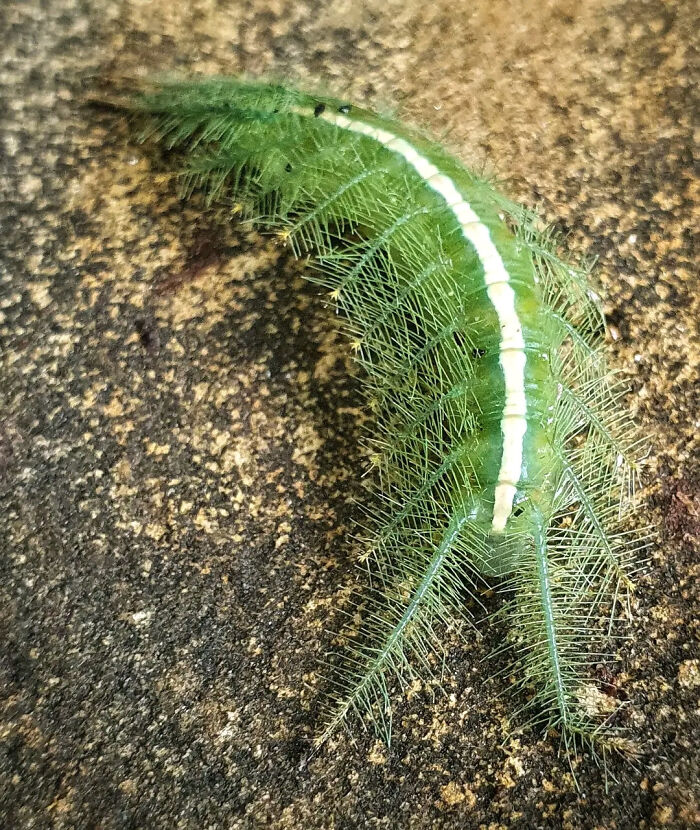 Oruga que parece una hoja
