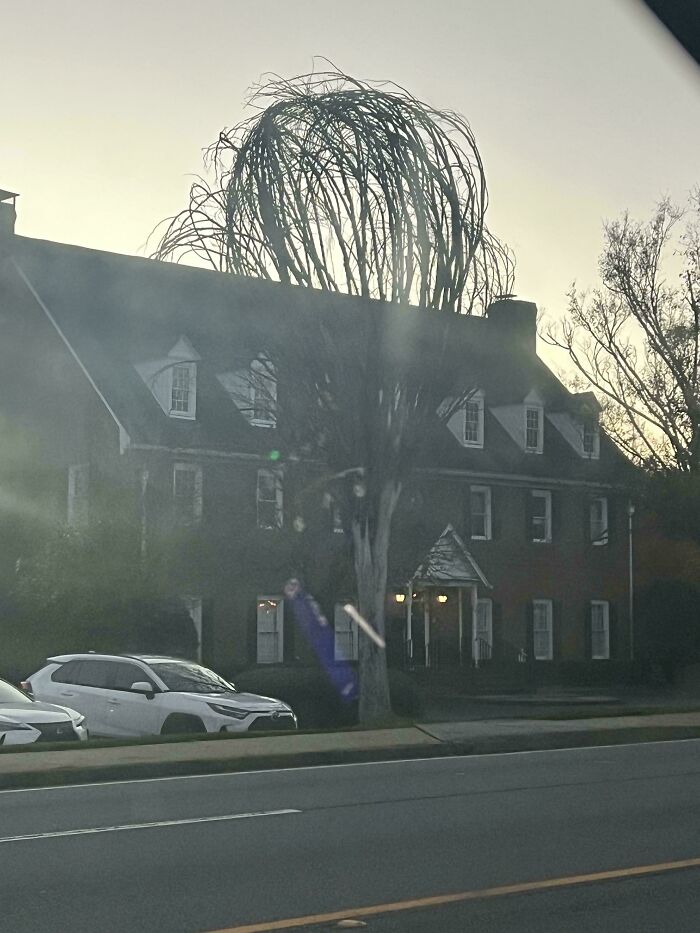 Este árbol que parece un batidor