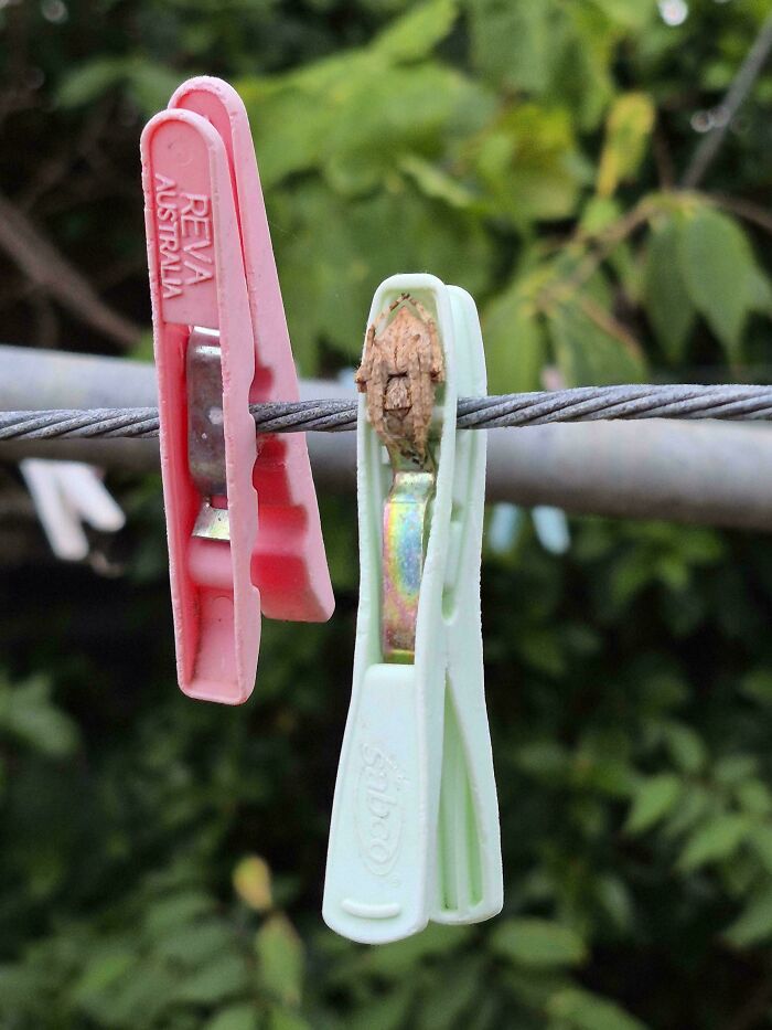 Pinzas de ropa en un tendedero en Australia, una con un insecto camuflado.