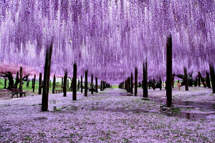 Paisaje surrealista con flores moradas colgantes formando un túnel bajo un cielo nublado y suelo cubierto de pétalos.