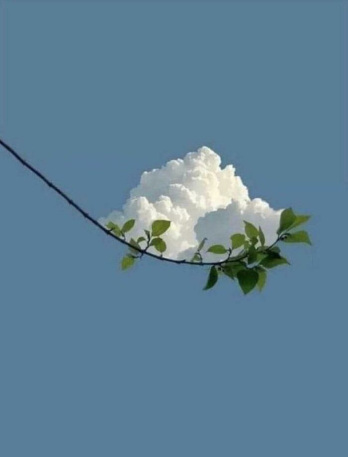 Rama con hojas verdes parece sostener una nube blanca, creando una imagen sorprendente con toque de surrealismo.