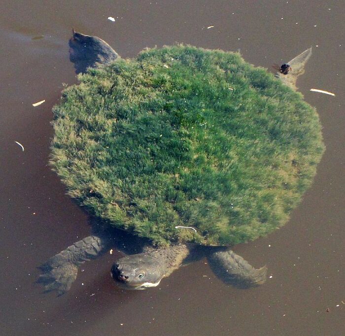 Tortuga con caparazón cubierto de musgo verde, creando una imagen sorprendente con un toque de surrealismo en el agua.