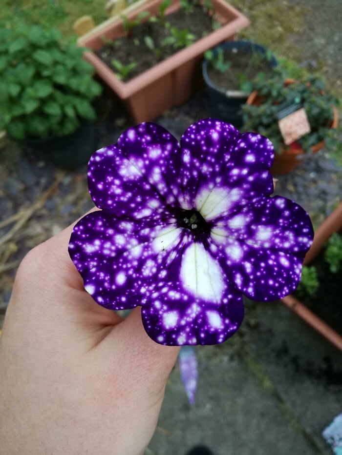 Flor morada con patrón de puntos blancos que parece una imagen sorprendente con toque de surrealismo en un jardín.