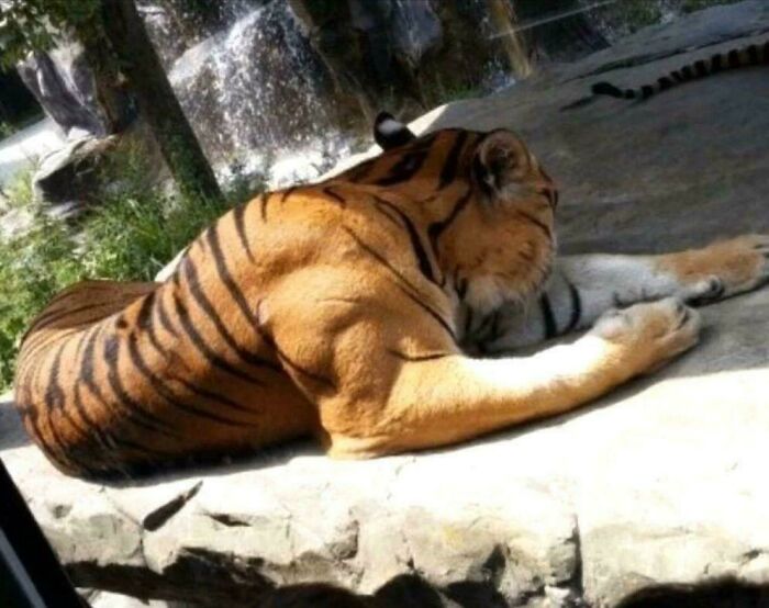 Tigre descansando con un toque de surrealismo en un entorno natural que mezcla realismo y fantasía visual.