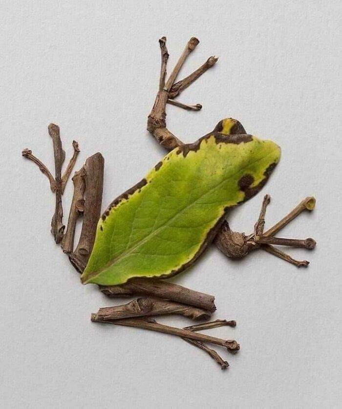 Rana creada con ramas y una hoja verde, imagen sorprendente con un toque de surrealismo natural y creativo.