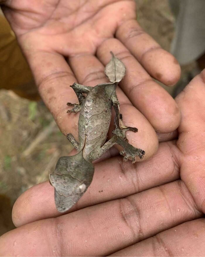 Este gecko de Madagascar que parece una hoja seca