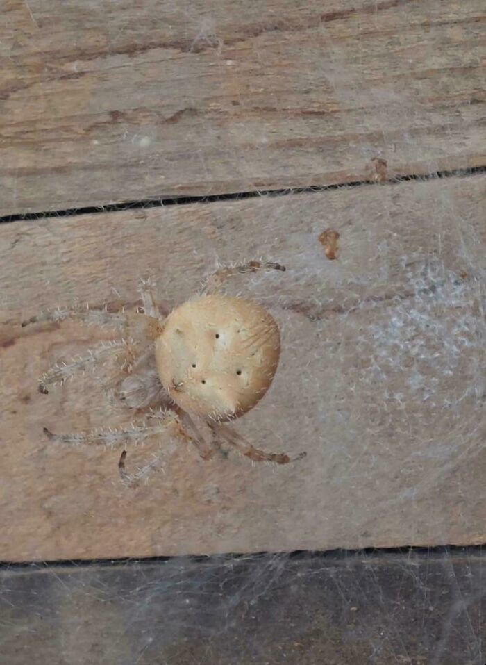 Esta araña parece una galletita salada