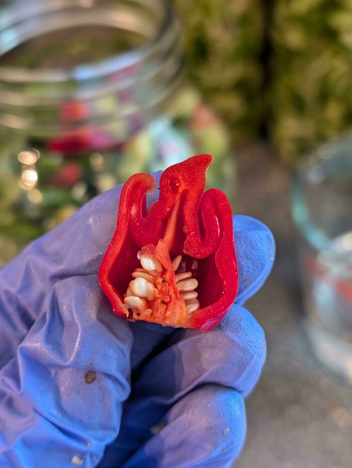 Un pimiento picante con forma de fuego
