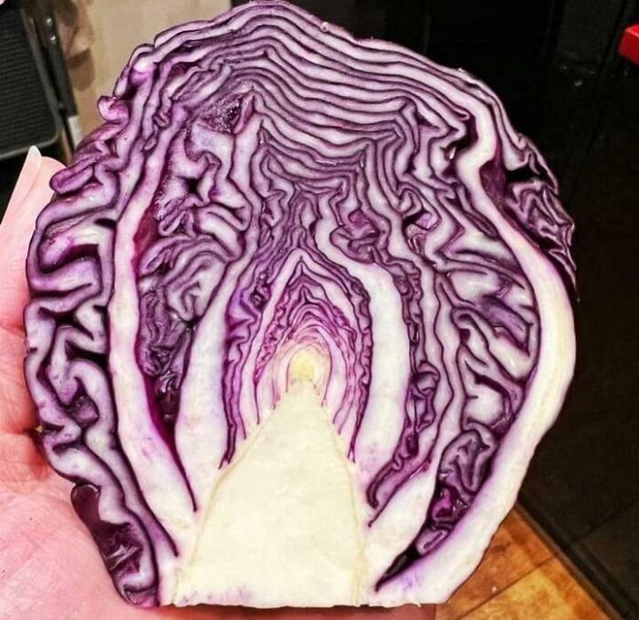 Rebanada de col morada mostrando patrones naturales que evocan imágenes sorprendentes con un toque de surrealismo.