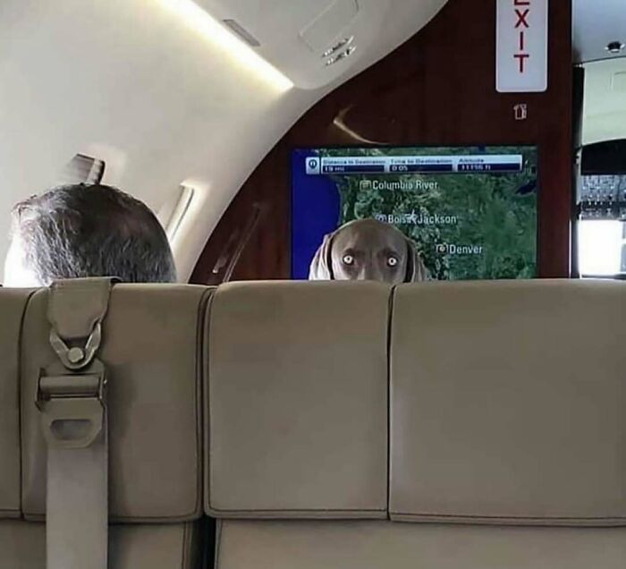 Perro con ojos abiertos detrás de asiento en avión, imagen divertida que provoca risas, parte de las mejores fotos para reírse.