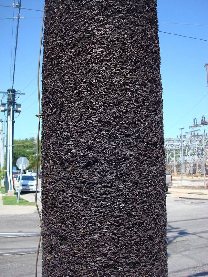 Este poste de la luz está fuera de un popular club de música de Nueva Orleans. Después de 40 años de tener folletos de bandas grapados a él, no hay más espacio.