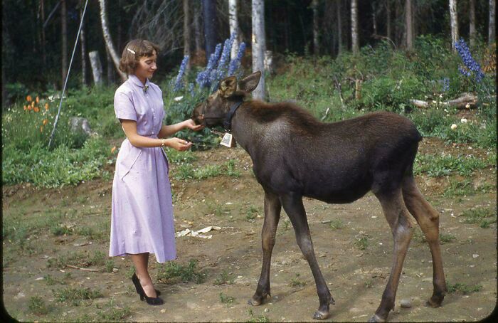 Mi madre de adolescente con una cría de alce en Alaska, 1952