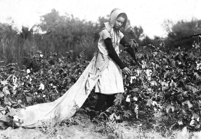 Callie Campbell, de 11 años, recoge de 75 a 125 libras de algodón al día y carga 50 libras cuando el saco está lleno. «No, no me gusta mucho». Fotografiada en el condado de Potawotamie, Oklahoma. El 16 de octubre de 1916
