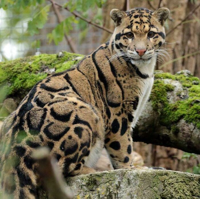 Leopardo en la naturaleza sobre un tronco cubierto de musgo, mostrando su impresionante pelaje manchado.