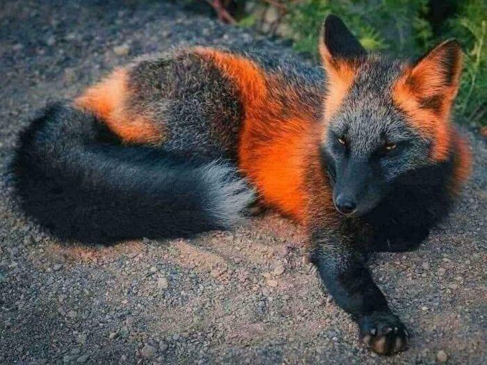 Zorro de pelaje negro y naranja descansando sobre tierra, mostrando cómo la naturaleza sorprende con su diversidad.