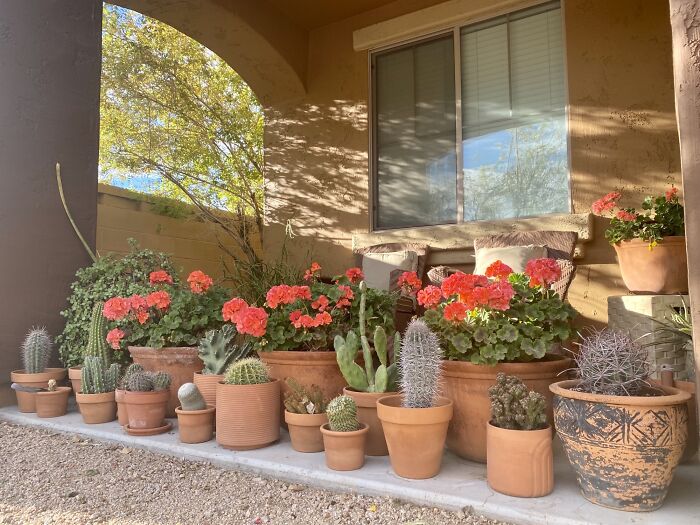 La Asociación de Propietarios me ha recordado amablemente que se nos permiten 6 macetas de plantas vivas y sanas en nuestros patios delanteros. No se lo digas al cactus
