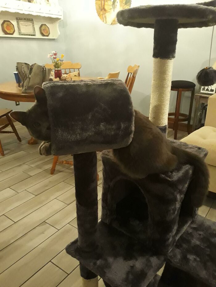 Compré en Internet una torre para gatos que resultó ser mucho más pequeña de lo esperado. Trevor sigue intentando apreciarla, pero...