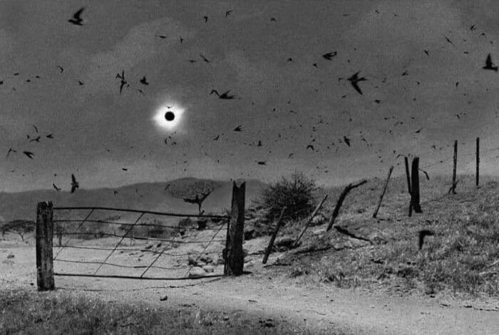 Paisaje extraño con eclipse, pájaros volando y una cerca en el campo, creando una atmósfera aterradora.