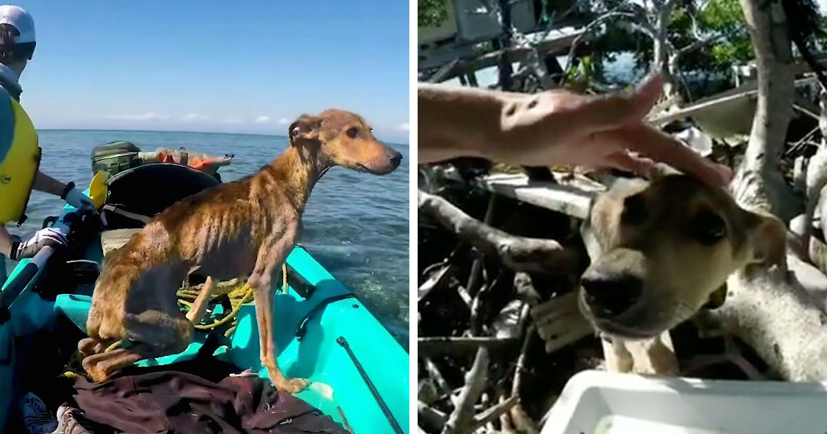 Este hombre descubrió a un perro abandonado en una isla remota y cambió su vida para siempre