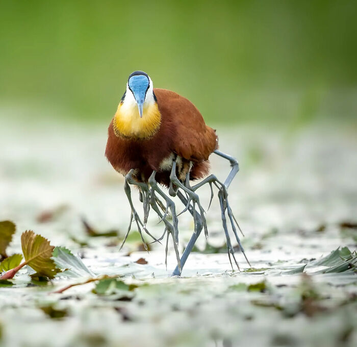 Jacana llevando a sus polluelos bajo las alas