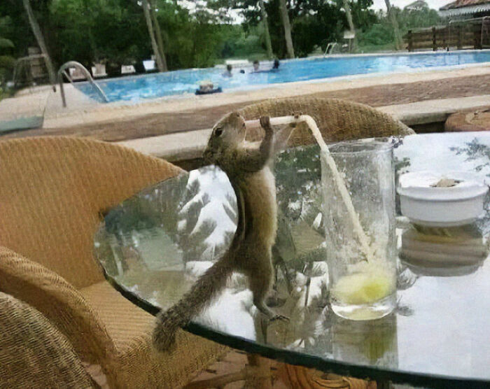 Las ardillas cuando nadie las mira