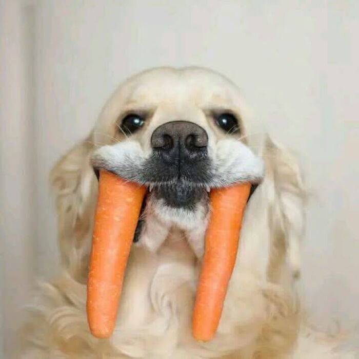 Perro vampiro