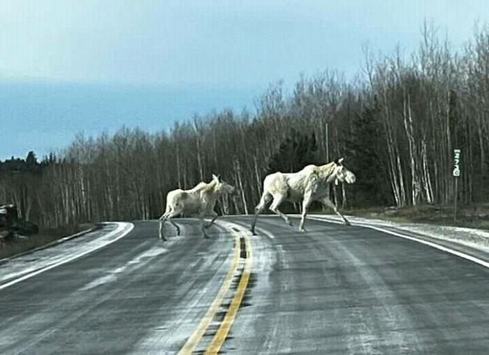 Alces blancos en el norte de Ontario