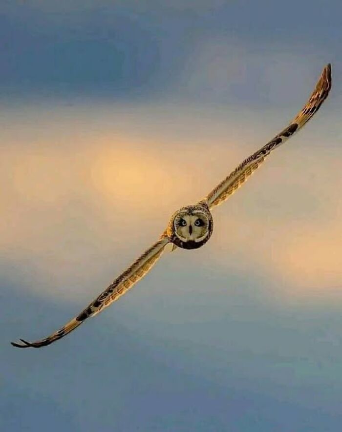 Foto perfecta de un búho en pleno vuelo 🦉 📸: Steve Woods