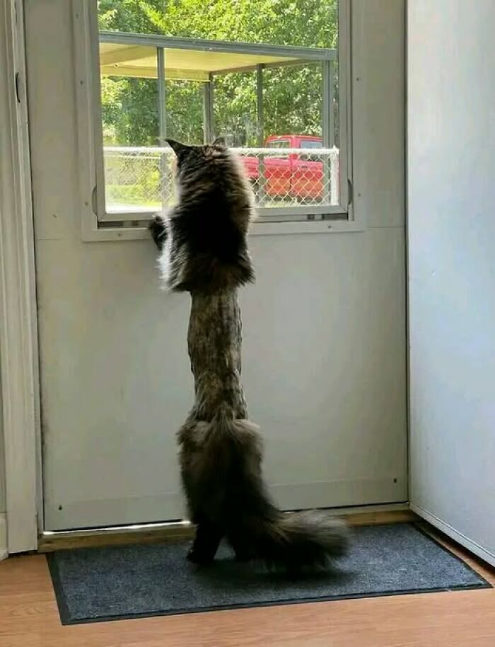 Han afeitado al gato en el veterinario